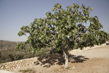 Feigenbaum